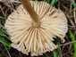 Mezei szegfűgomba (Marasmius oreades), Budai-hegység